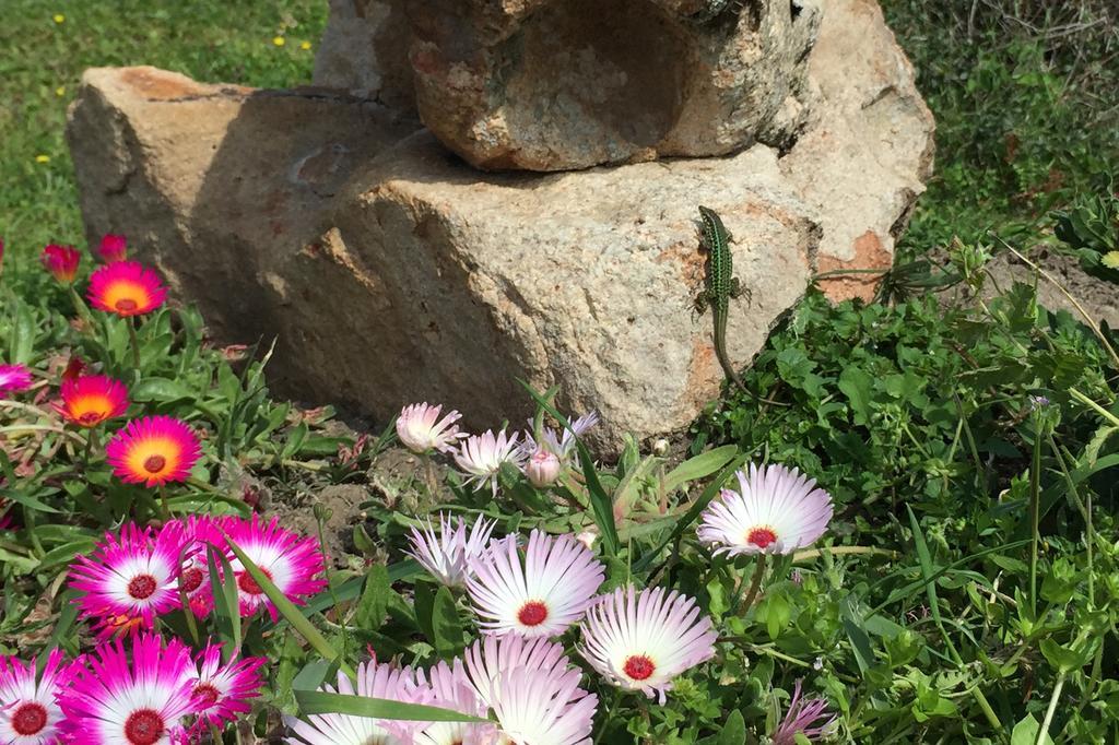 Country House Vignola Mare Aglientu Bagian luar foto